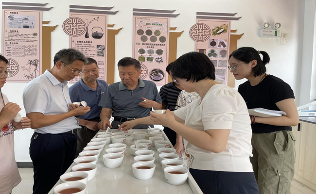 黄山旅游管理学校助力黄山区“第二届太平魁红”斗茶大赛